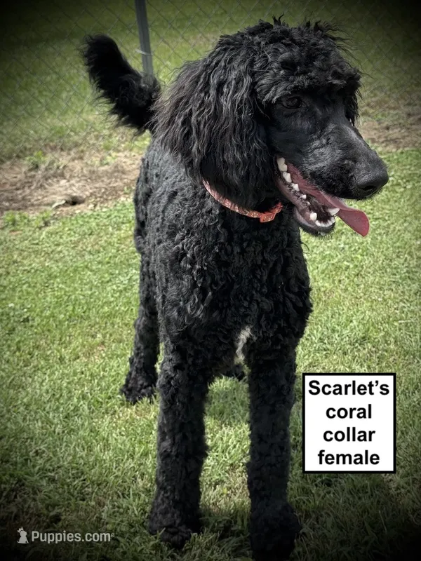 AKC Scarlet's Coral C Female – Poodle - Standard  puppy for sale in Smithville, MS