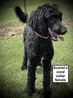 AKC Scarlet's Coral C Female, a female Poodle - Standard  for sale in Smithville, MS – 1 of 1