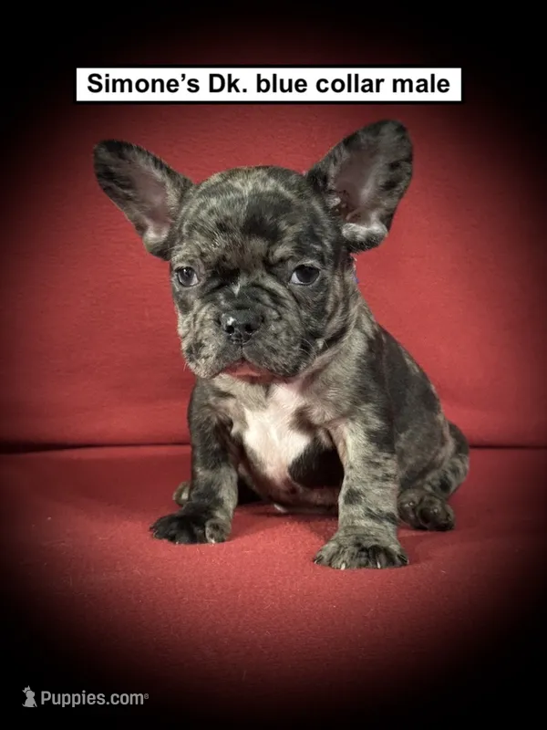 AKC Simone's Dk. Blue Col Male – French Bulldog puppy for sale in Smithville, MS
