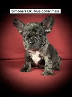 AKC Simone's Dk. Blue Col Male, a male French Bulldog for sale in Smithville, MS – 1 of 1
