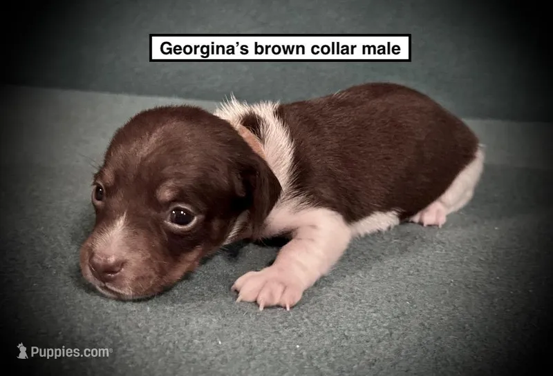 AKC Georgina's Brown Col Male – Dachshund puppy for sale in Smithville, MS