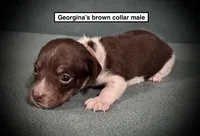 AKC Georgina's Brown Col Male, a male Dachshund for sale in Smithville, MS – 1 of 1