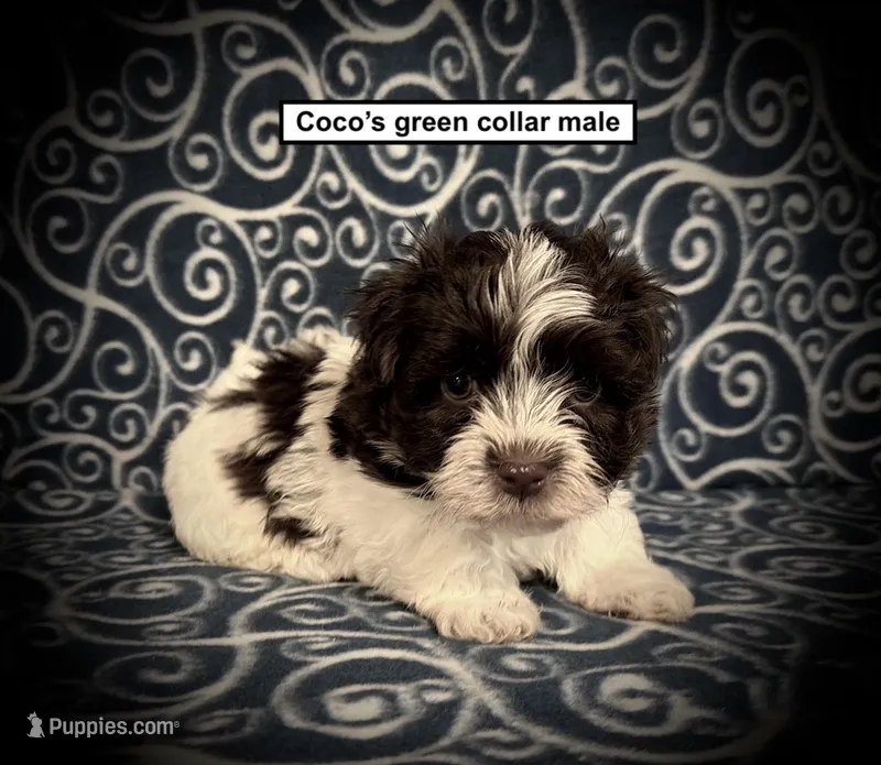 AKC Coco's Green Collar Male – Havanese puppy for sale in Smithville, MS