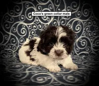 AKC Coco's Green Collar Male, a male Havanese for sale in Smithville, MS – 1 of 1