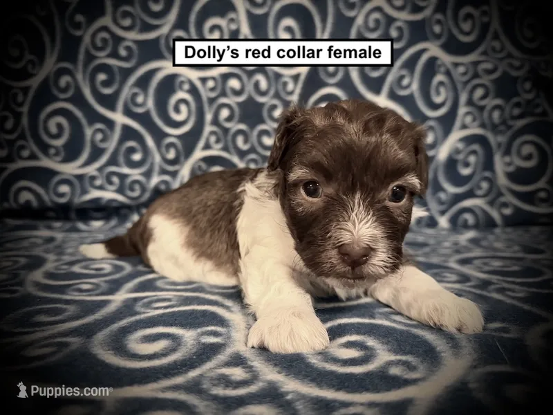 AKC Dolly's Red Collar Female – Havanese puppy for sale in Smithville, MS