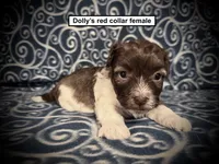 AKC Dolly's Red Collar Female, a female Havanese for sale in Smithville, MS – 1 of 1