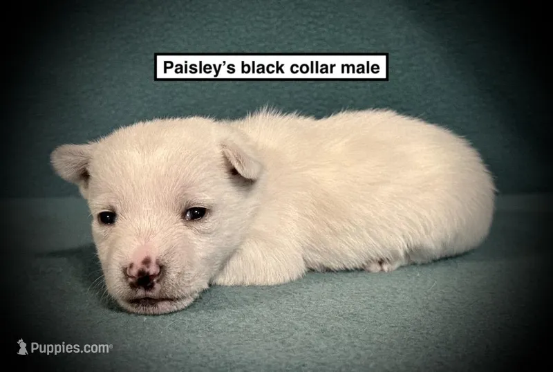 AKC Paisley's Black Col Male