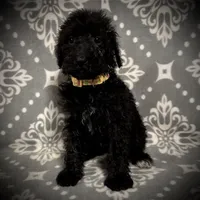 AKC Scarlet's Yellow C Female, a female Poodle - Standard  for sale in Smithville, MS – 1 of 1