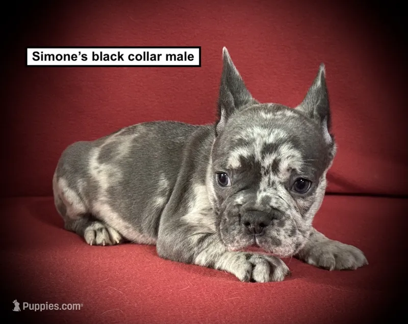 AKC Simone's Black Collar Male – French Bulldog puppy for sale in Smithville, MS