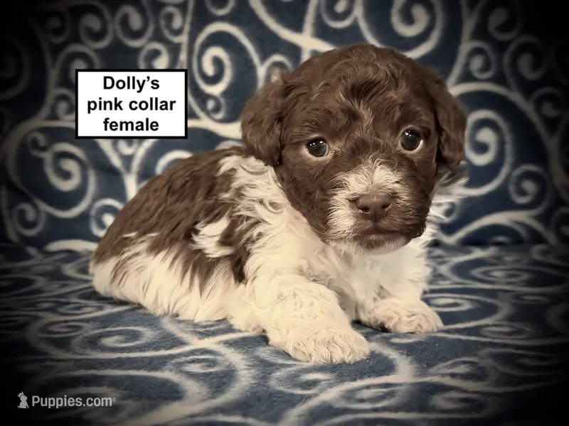 AKC Dolly's Pink Collar Female – Havanese puppy for sale in Smithville, MS