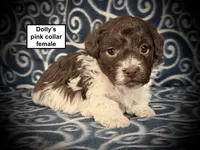 AKC Dolly's Pink Collar Female, a female Havanese for sale in Smithville, MS – 1 of 1