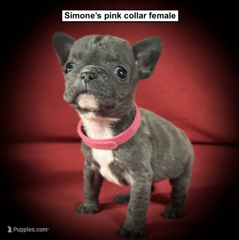 AKC Simone's Pink Collar Female – French Bulldog puppy for sale in Smithville, MS