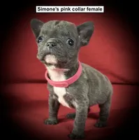 AKC Simone's Pink Collar Female, a female French Bulldog for sale in Smithville, MS – 1 of 1