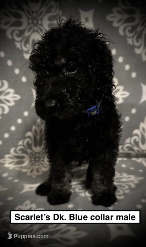 AKC Scarlet's Dk. Blue C Male