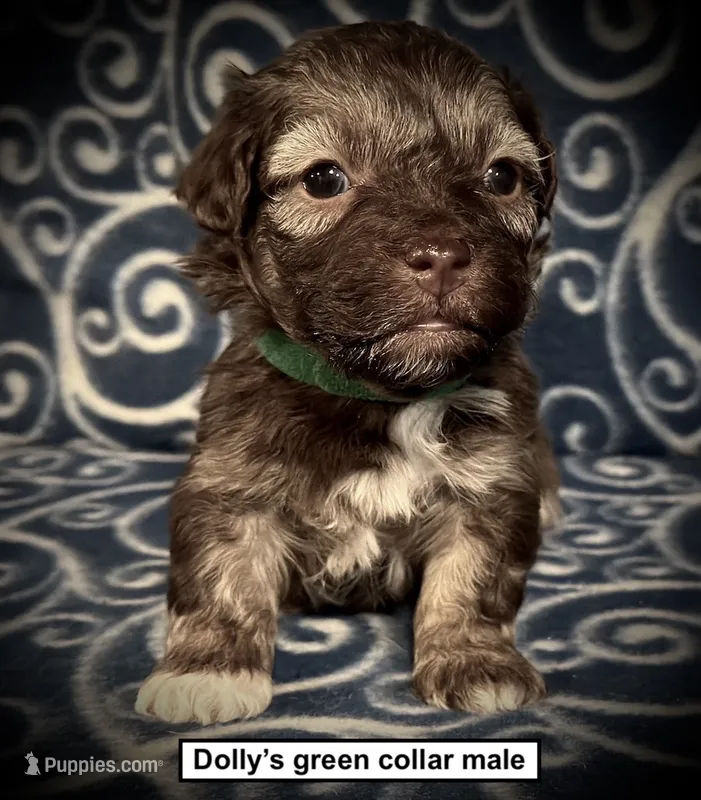 AKC Dolly's Green Collar Male – Havanese puppy for sale in Smithville, MS