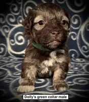 AKC Dolly's Green Collar Male, a male Havanese for sale in Smithville, MS – 1 of 1
