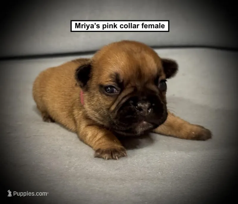 AKC Mriya's Pink Col Female – French Bulldog puppy for sale in Smithville, MS