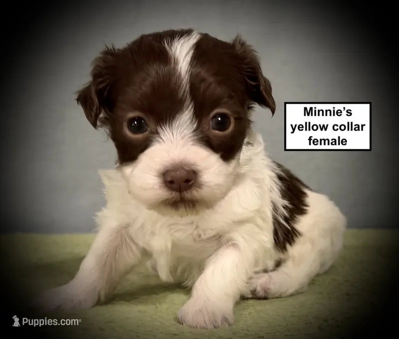 AKC Minnie's Yellow Collar Female – Havanese puppy for sale in Smithville, MS