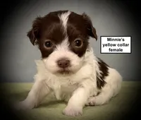 AKC Minnie's Yellow Collar Female, a female Havanese for sale in Smithville, MS – 1 of 1