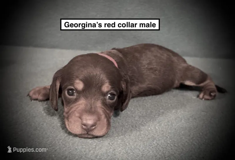 AKC Georgina's Red Col Female – Dachshund puppy for sale in Smithville, MS