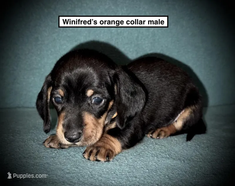AKC Winifred's Orange Col Male