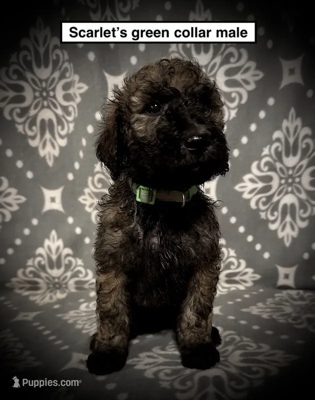 AKC Scarlet's Green Col Male