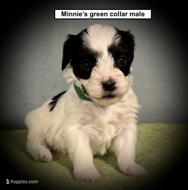 AKC Minnie's Green Collar Male – Havanese puppy for sale in Smithville, MS