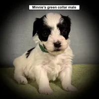 AKC Minnie's Green Collar Male, a male Havanese for sale in Smithville, MS – 1 of 1