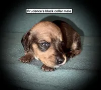 AKC Prudence's Black Col Male, a male Dachshund for sale in Smithville, MS – 1 of 1