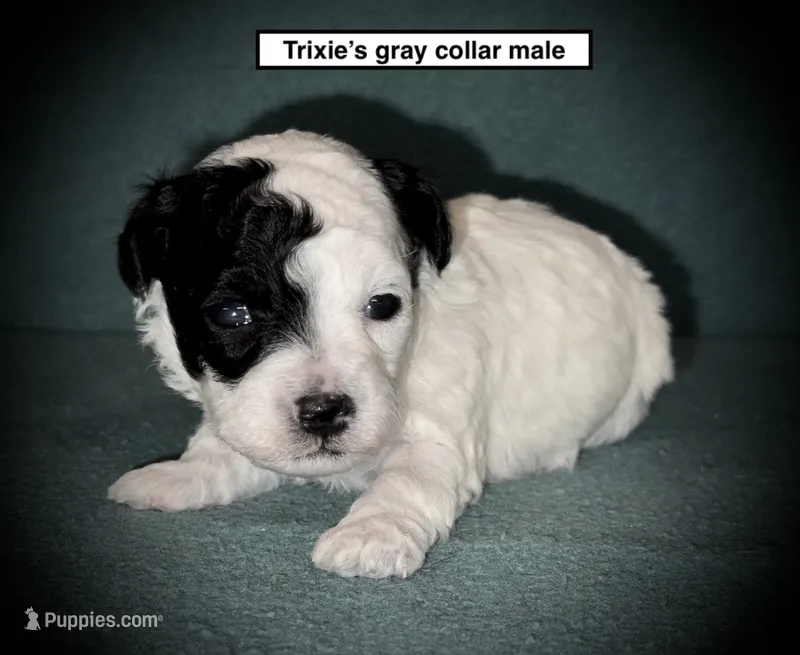 AKC Trixie's Gray Collar Male – Poodle - Toy  puppy for sale in Smithville, MS