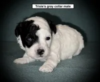 AKC Trixie's Gray Collar Male, a male Poodle - Toy  for sale in Smithville, MS – 1 of 1