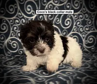 AKC Coco's Black Collar Male, a male Havanese for sale in Smithville, MS – 1 of 1