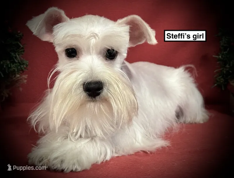 AKC Steffi's Girl