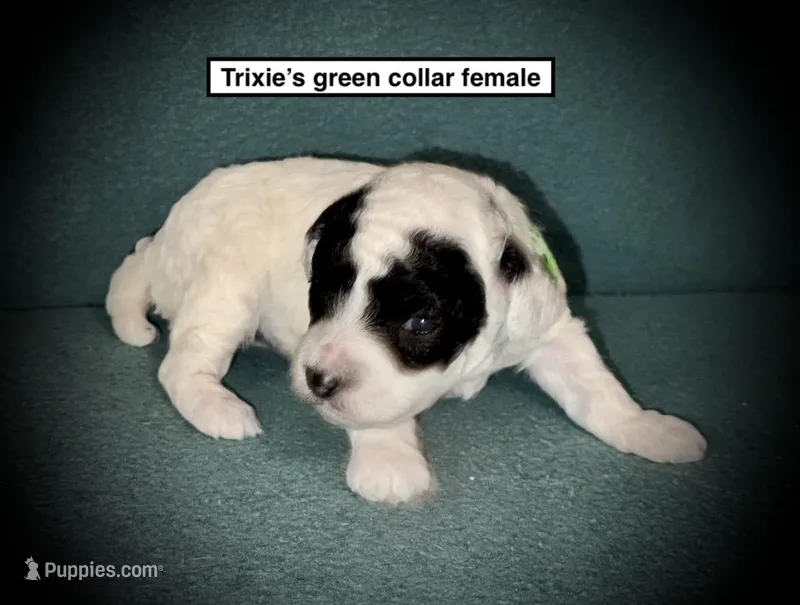 AKC Trixie's Green Col Female – Poodle - Toy  puppy for sale in Smithville, MS