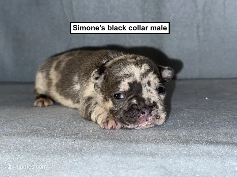 AKC Simone's Black Collar Male – French Bulldog puppy for sale in Smithville, MS