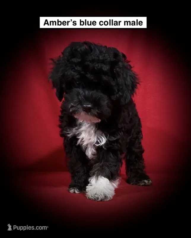 AKC Amber's Blue Col Male