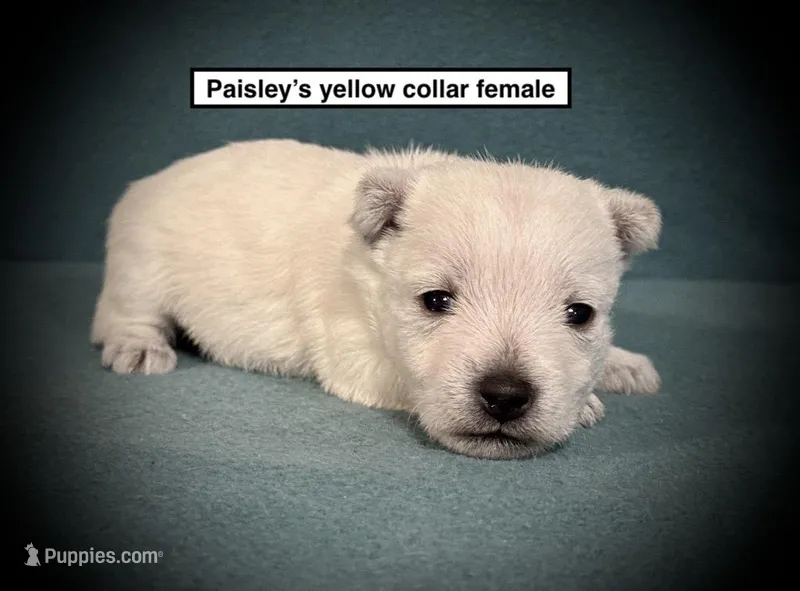 AKC Paisley's Yellow Col Female – West Highland White Terrier puppy on hold in Smithville, MS