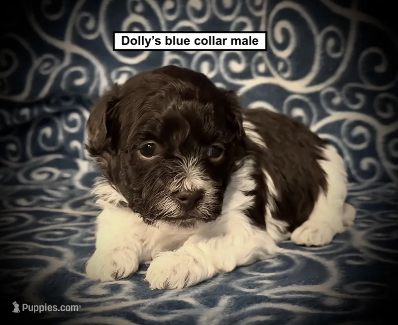 AKC Dolly's Blue Collar Male – Havanese puppy for sale in Smithville, MS