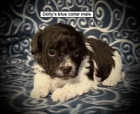 AKC Dolly's Blue Collar Male, a male Havanese for sale in Smithville, MS – 1 of 1