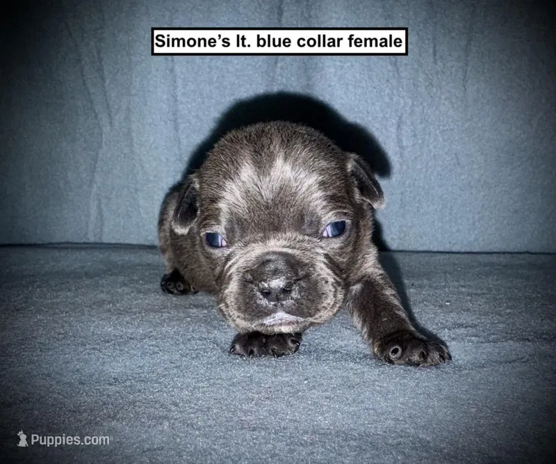 AKC Simone's Lt. Blue Col Female – French Bulldog puppy for sale in Smithville, MS