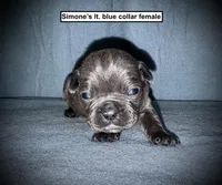AKC Simone's Lt. Blue Col Female, a female French Bulldog for sale in Smithville, MS – 1 of 1