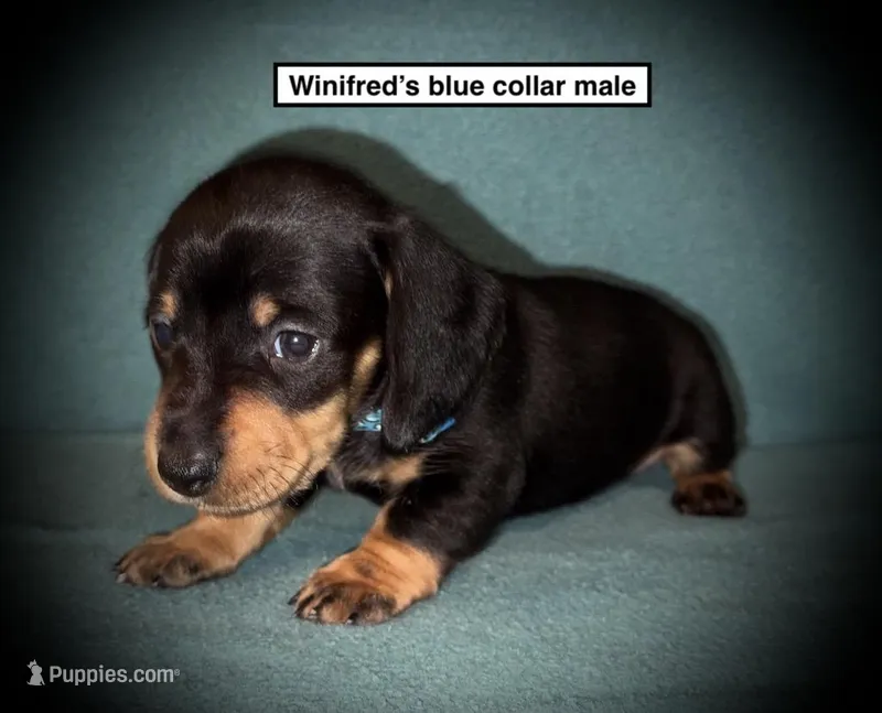 AKC Winifred's Blue Col Male
