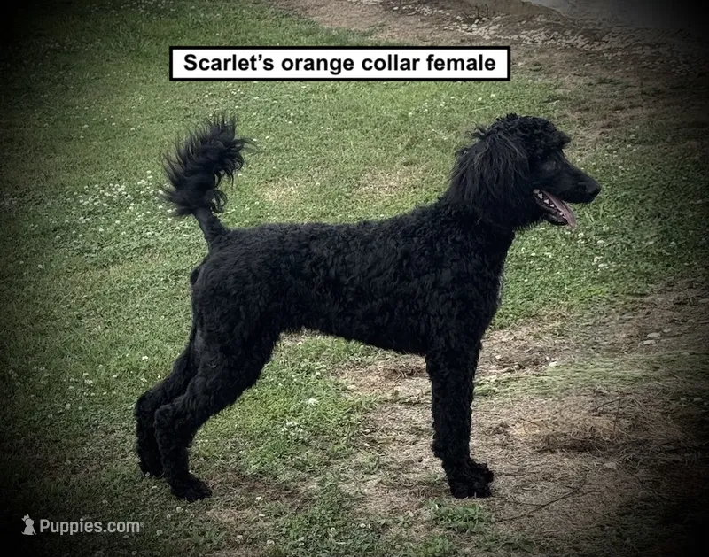 AKC Scarlet's Orange C Female – Poodle - Standard  puppy for sale in Smithville, MS