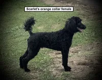 AKC Scarlet's Orange C Female, a female Poodle - Standard  for sale in Smithville, MS – 1 of 1