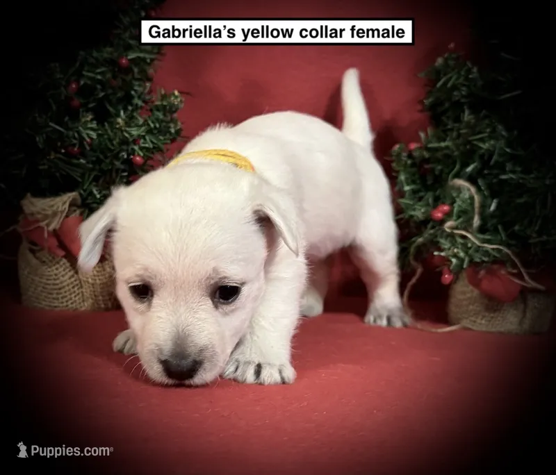 AKC Gabriella's Yellow Female