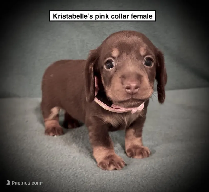 AKC Kristabelle's Pink C Female