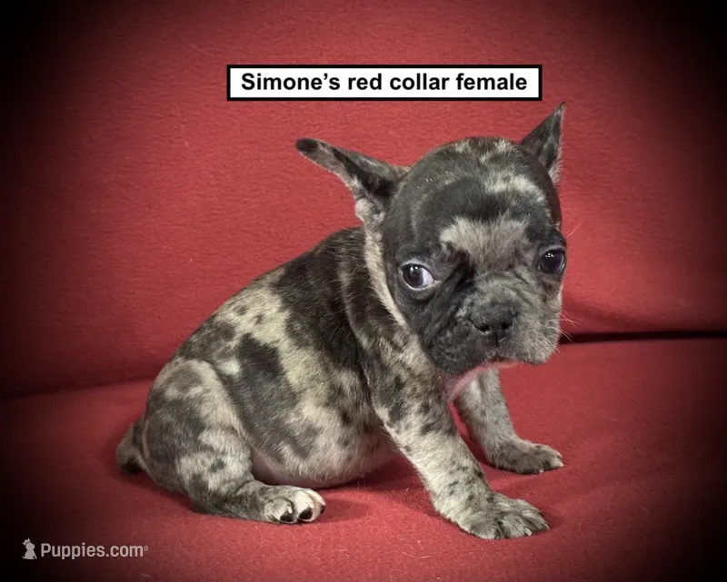AKC Simone's Red Collar Female – French Bulldog puppy for sale in Smithville, MS