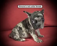 AKC Simone's Red Collar Female, a female French Bulldog for sale in Smithville, MS – 1 of 1