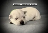 AKC Arabella's Green Collar Female, a female West Highland White Terrier for sale in Smithville, MS – 1 of 1