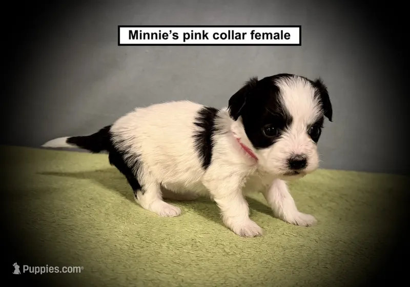 AKC Minnie's Pink Collar Female – Havanese puppy for sale in Smithville, MS